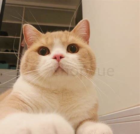 纯白色猫咪的起源，纯白色的猫是什么品种