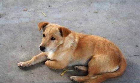 比特犬笼养好还是栓养好 比特犬笼养好还是栓养好