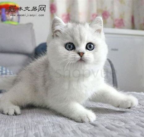 3个月幼猫怎么养比较好