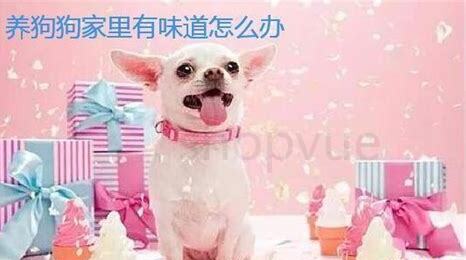养狗狗家里有味道怎么办,解决养狗狗家里有异味