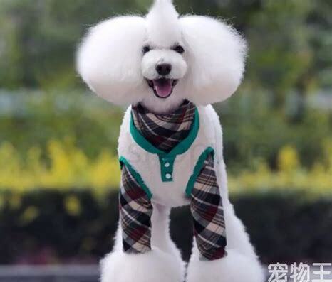 狗呕吐黄液是怎么了，宠物狗呕吐黄液是怎么回事