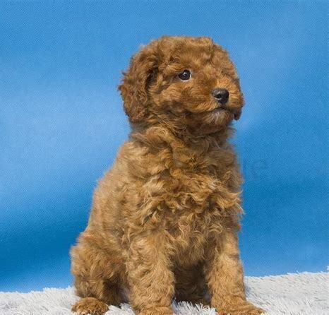 三个月泰迪犬怎么养 三个月泰迪犬怎么养