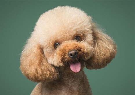 三个月泰迪犬怎么养比较好 三个月泰迪犬怎么养比较好