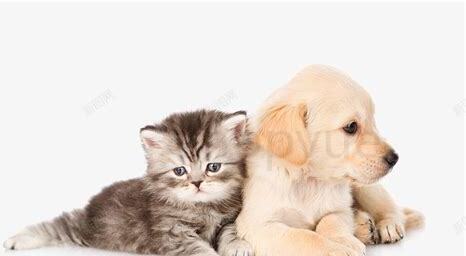 狗跟猫怎么一起养 狗跟猫怎么一起养