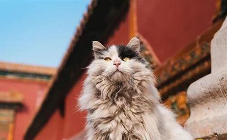 鳌拜猫是什么品种白色,鳌拜猫是什么品种的猫