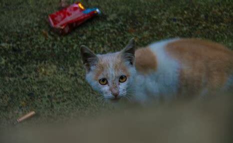 猫半夜叫得像婴儿哭是为什么,凌晨3一4点猫叫要警惕
