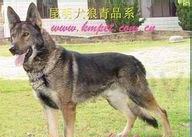 狼青怎么样好养吗