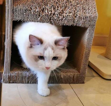猫猫要怎么养 猫猫要怎么养