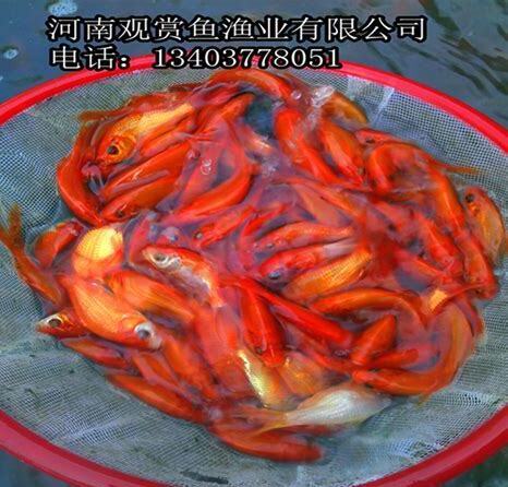小红鲫鱼怎么养活 小红鲫鱼怎么养活