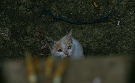 流浪猫渴望被收养的表现,喂流浪猫是积德吗,它们冬天会饿死吗