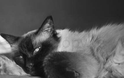 猫死了眼睛是睁开的还是闭着的,猫死了眼睛是睁开的嘴巴里流出水