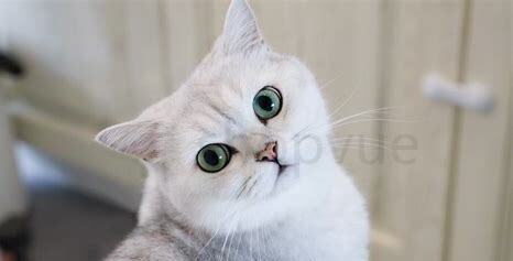 猫猫要怎么养毛毛才会好看 猫猫要怎么养毛毛才会好看