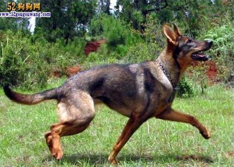 狼狗幼犬怎么养