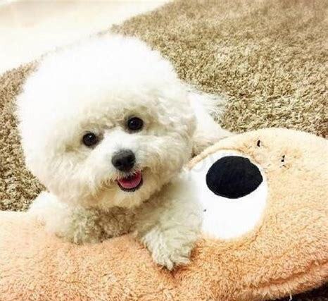 怎么养好比熊犬视频
