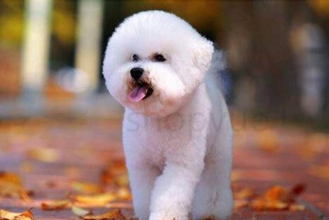 成年比熊犬怎么养好