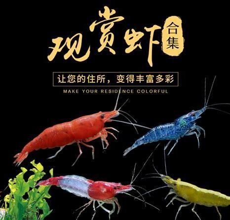 宠物小虾怎么养活