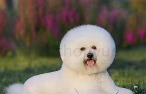 比熊犬该怎么养