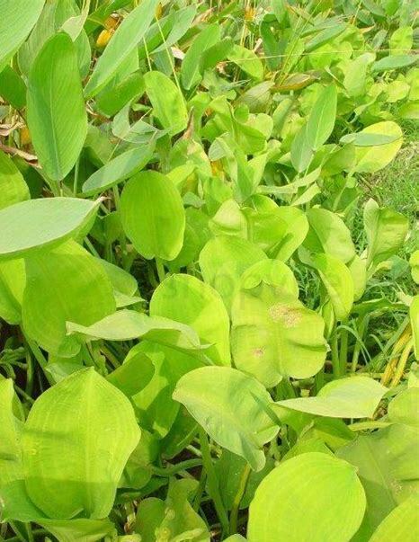 什么是黄花蔺,带你了解黄花蔺的习性与购买注意事项等
