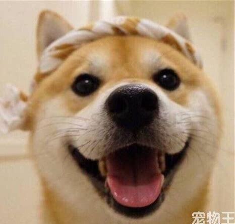 怎么养狗才听话