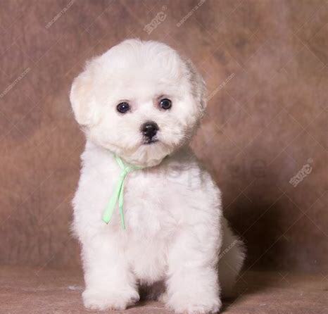 比熊犬该怎么养,怎么训练它乖乖听话