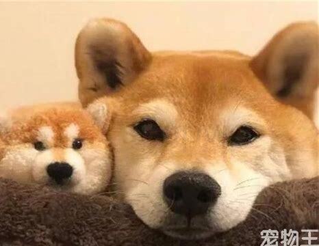 怎么养狗才听话懂事