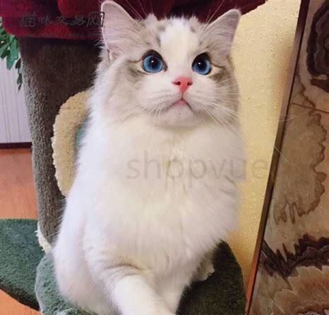 怎么养好小猫小狗