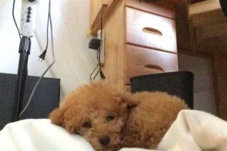 狗狗拉了透明胶状粑粑里面有血丝,狗狗拉了透明胶状粑粑腥臭