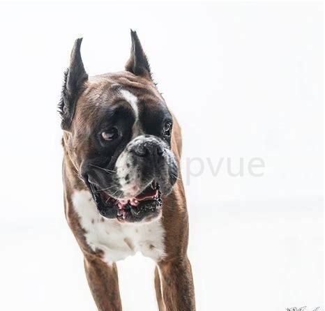 拳师犬怎么养