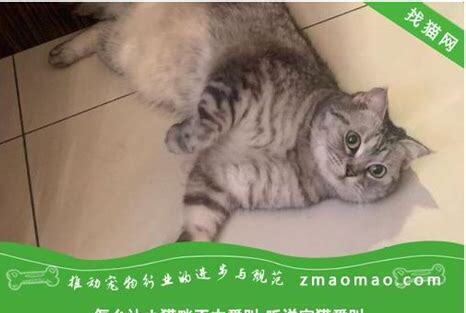小猫不爱叫的原因是什么,小猫不爱叫是怎么回事