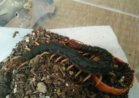 宠物蜈蚣怎么养