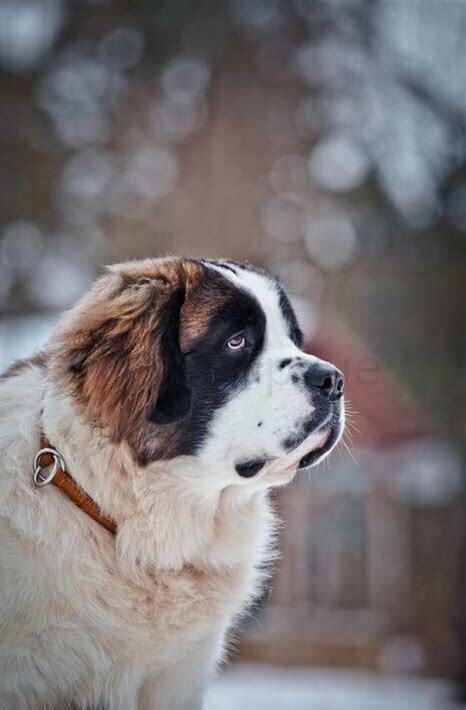 圣伯纳犬怎么养