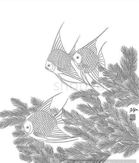 猫燕鱼怎么养