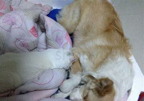 狗狗犬瘟死前几个小时征兆,狗狗得狗瘟的自救方法