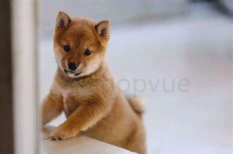 豆柴和柴犬的区有哪些,豆柴和柴犬的区别哪个比较好养