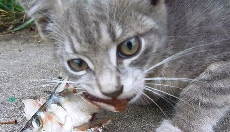 猫吃鱼需不需要挑出鱼刺呢,猫吃鱼需不需要挑出鱼刺来