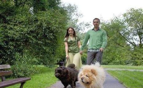 卷毛比熊犬怎么养