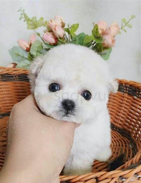 怎么养好比熊幼犬视频