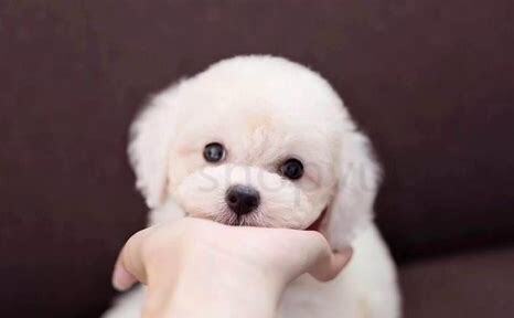 比熊犬幼犬怎么养比较好