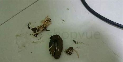 狗狗粑粑有白色的虫子是怎么回事,狗身上常见的虫子 狗狗粑粑有白色的虫子是怎么回事,狗身上常见的虫子