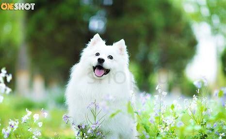 小银狐犬怎么养最好 小银狐犬怎么养最好