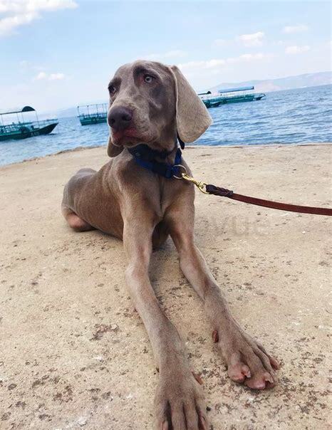 魏玛犬怎么养 魏玛犬怎么养