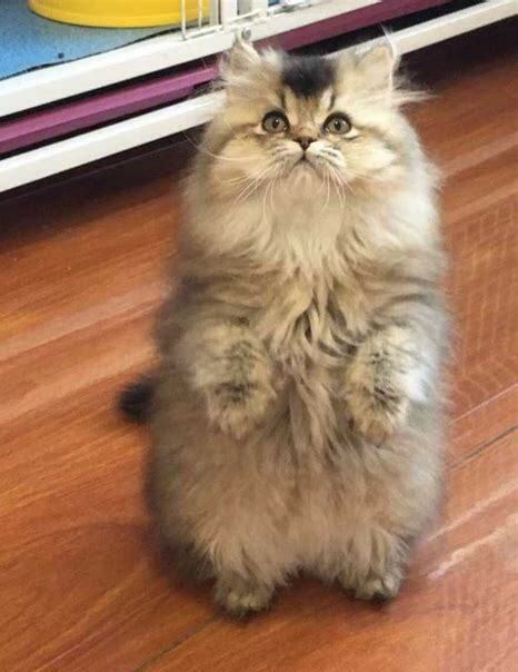 长毛英短多少钱一只,蓝猫短毛贵还是长毛贵