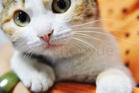 野生猫咪怎么养