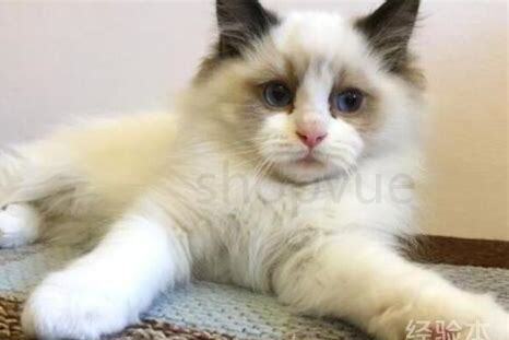 布偶猫可以吃哪些食物,布偶猫最爱吃的10种水果 布偶猫可以吃哪些食物,布偶猫最爱吃的10种水果