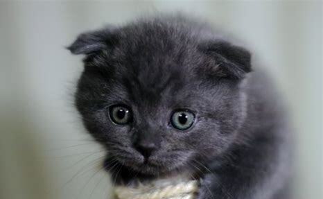 折耳蓝猫有病吗,折耳蓝猫有病是不是谣言
