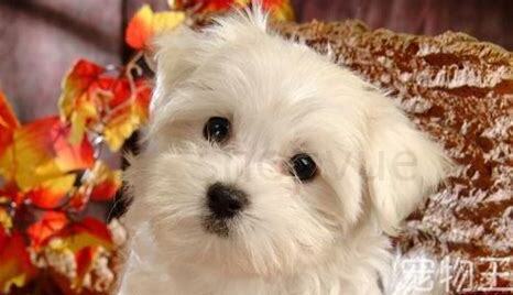 怎么养好比熊幼犬