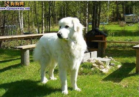 小白熊犬怎么养才能长大