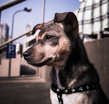流浪小狗怎么养的