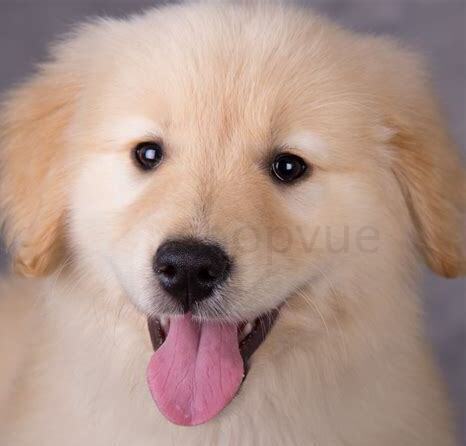 怎么养好金毛犬