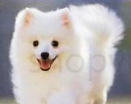 小银狐犬怎么养 小银狐犬怎么养